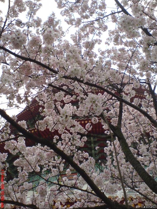 3月17日淡水北新路  注意是淡水喔  櫻花(吉野嬰)