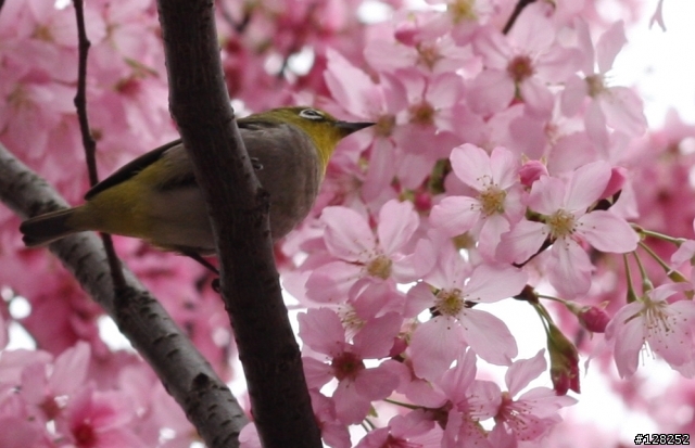 50mm f1.8 定焦鏡 能拍櫻花還能"打鳥"喔!!