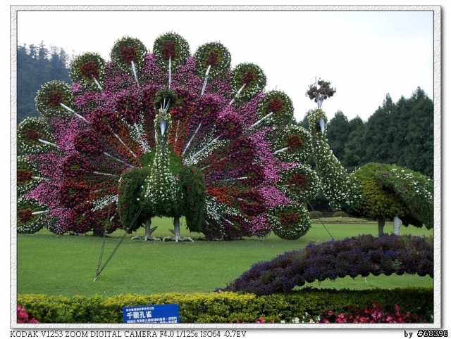 2008 九族櫻花季 by V1253