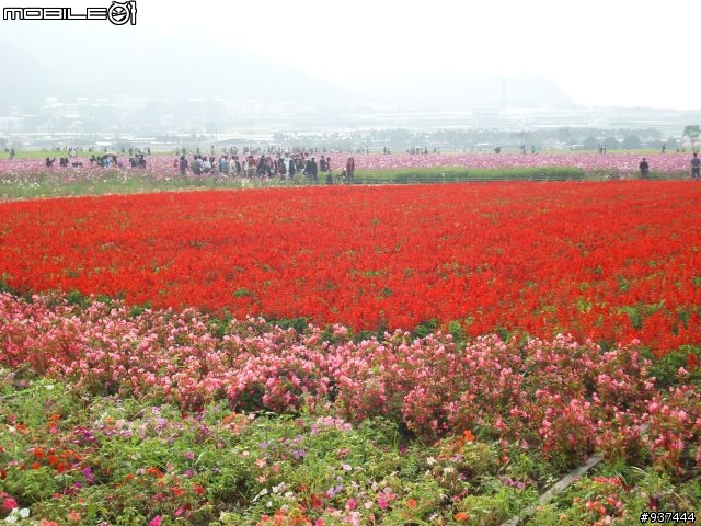 新社 大波斯菊花海