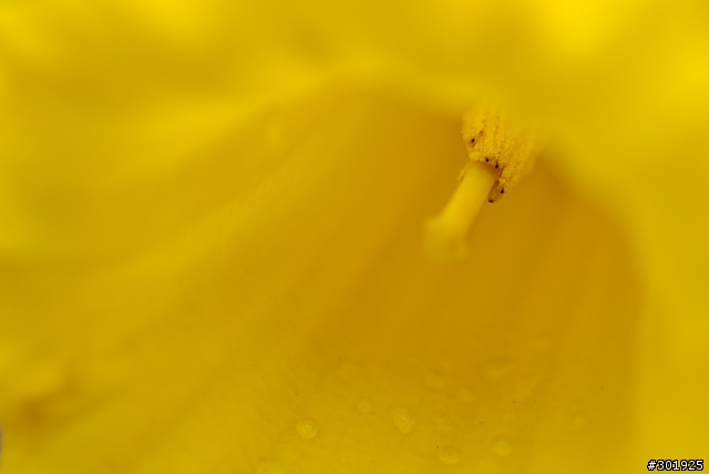 Mobile01第一開箱文: Nikon AF-S Micro 60mm f/2.8!!