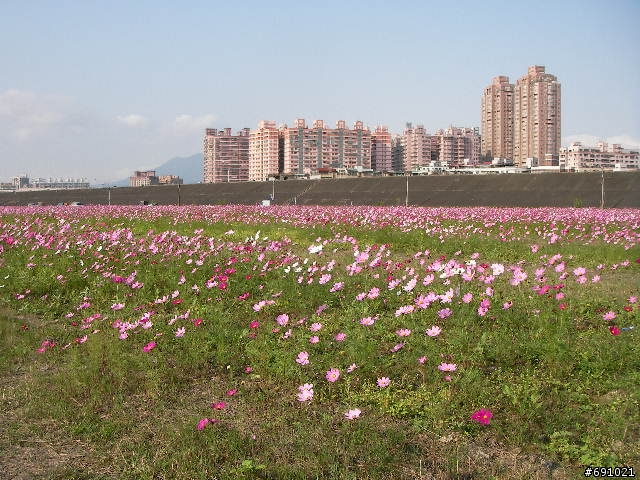 觀音山中直路陡坡白天實景照片
