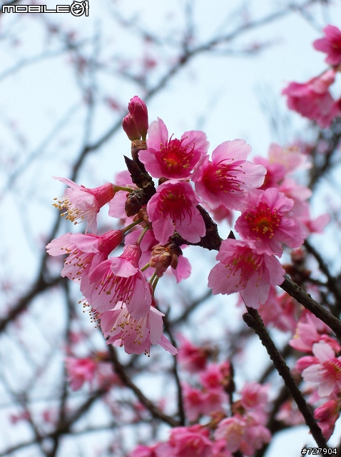 2008陽明山花季 By V1253