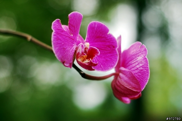 D40+50mm1.8+HN-3+手動對焦分享（有圖）