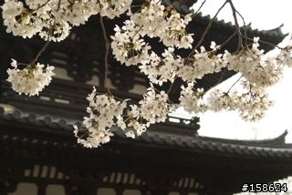 京都奈良之旅