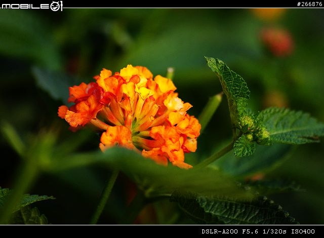 [04/14更新實拍照]A200 + Sigma 70-300mm = 窮人新手好物!
