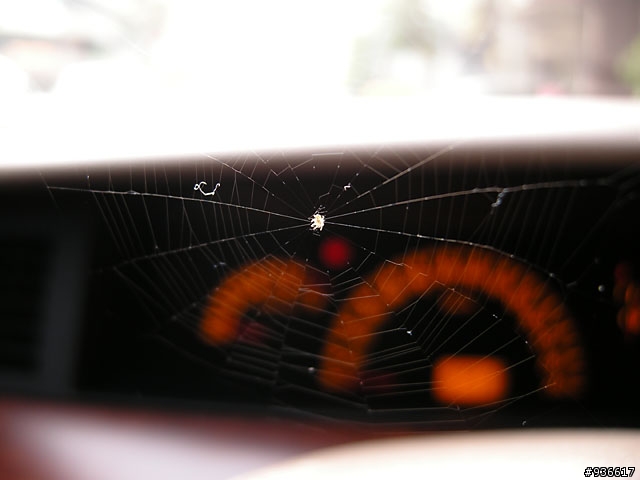 世界地球日的不速之客 (P5100微距)