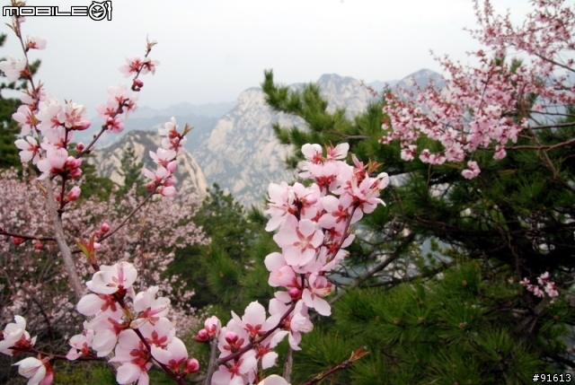[分享]世界八大遺產之一,兵馬俑,華山,西安自由行 4/13~4/20