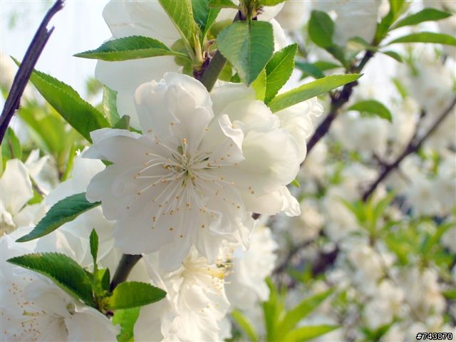 煙花三月下揚州 474Km