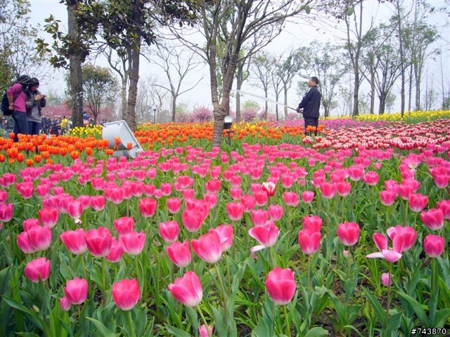 煙花三月下揚州 474Km