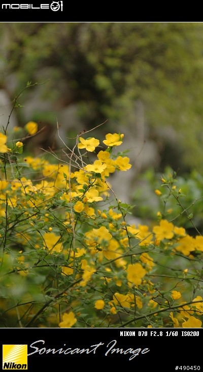 清明拍花花草草……用的是小黑三