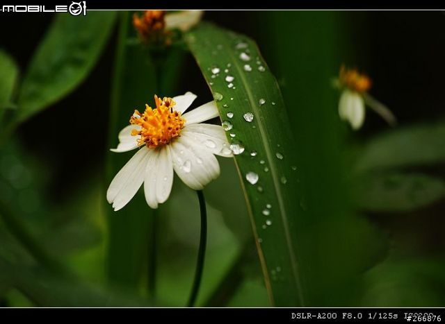 [04/14更新實拍照]A200 + Sigma 70-300mm = 窮人新手好物!