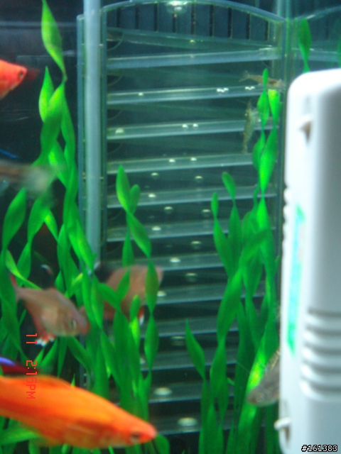 專業的水族大大幫忙一下