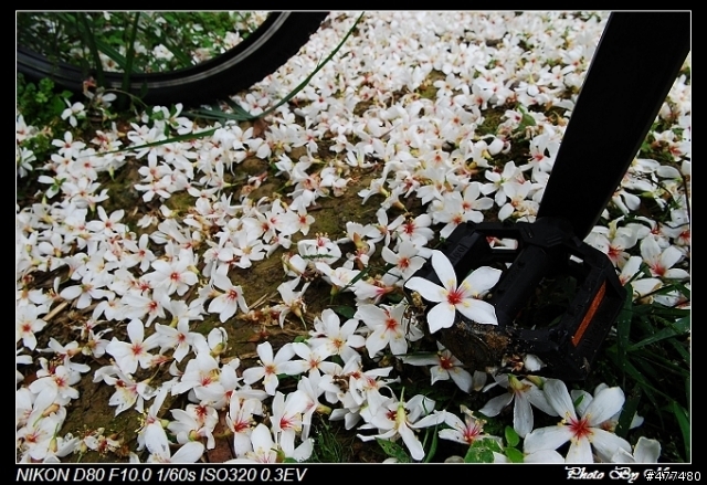 [缺圖修復] 土城桐花公園密秘攝影基地手繪地圖公開