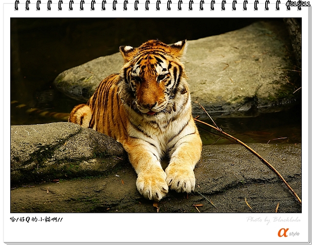 [開箱文]Sony 70-200mm F2.8G SSM (4/13補上 Sony Fair '08 人像照)