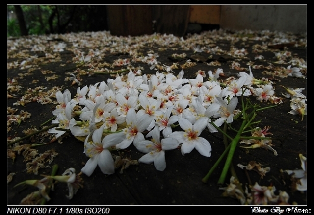 [缺圖修復] 土城桐花公園密秘攝影基地手繪地圖公開