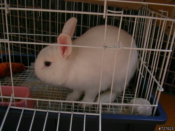 [已有新飼主認養]你要認養白色迷你兔嗎