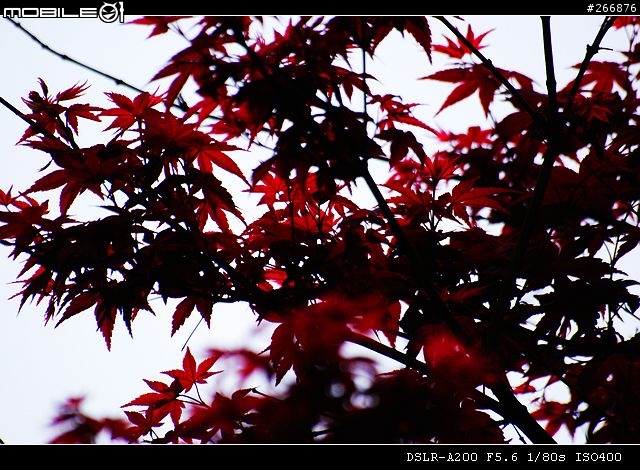 [04/14更新實拍照]A200 + Sigma 70-300mm = 窮人新手好物!