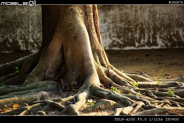 [04/14更新實拍照]A200 + Sigma 70-300mm = 窮人新手好物!