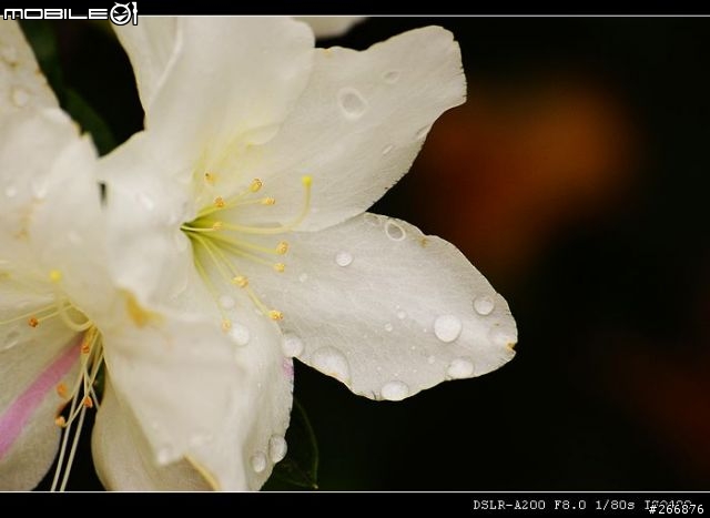[04/14更新實拍照]A200 + Sigma 70-300mm = 窮人新手好物!