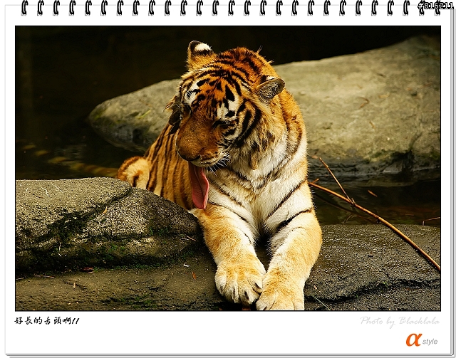 [開箱文]Sony 70-200mm F2.8G SSM (4/13補上 Sony Fair '08 人像照)