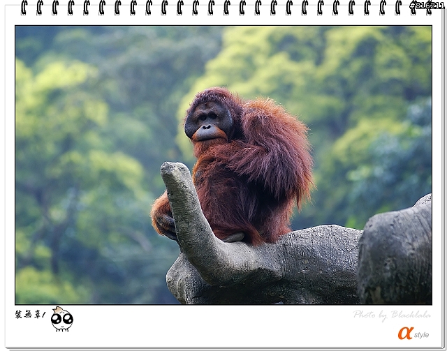 [開箱文]Sony 70-200mm F2.8G SSM (4/13補上 Sony Fair '08 人像照)