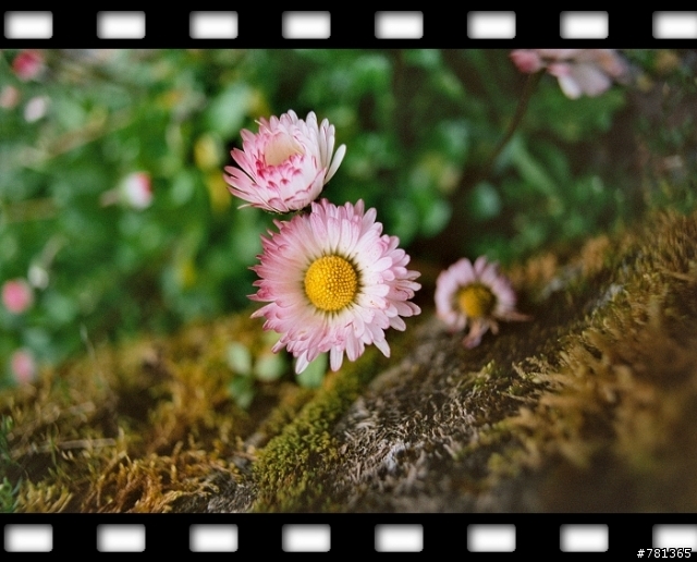 FM3A +ZF 25mm/f2.8 新手試貼.分享照片