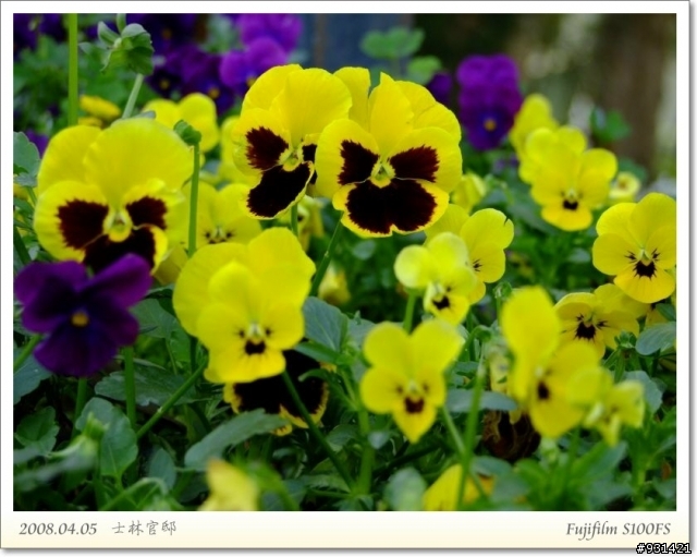 Fujifilm S100FS 花卉試拍