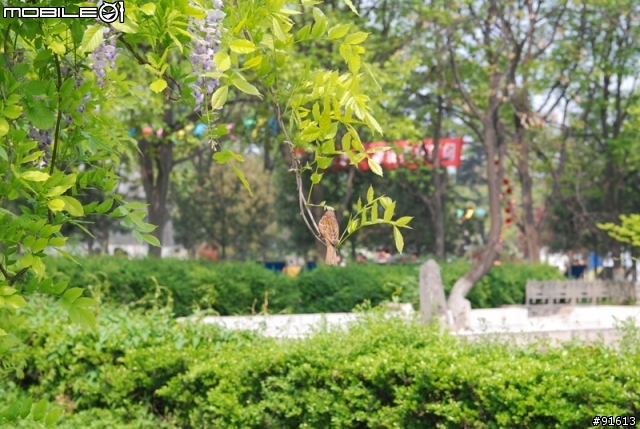 [分享]世界八大遺產之一,兵馬俑,華山,西安自由行 4/13~4/20