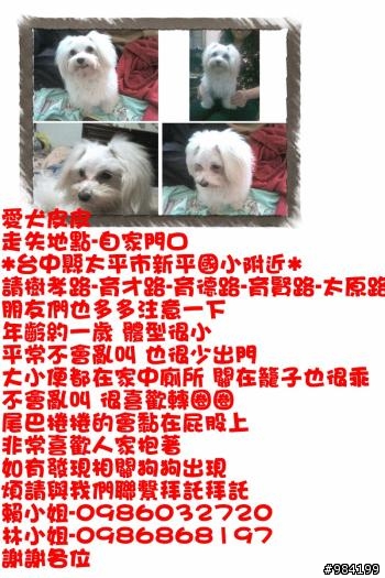 [走失協尋]台中太平迷你馬爾濟斯