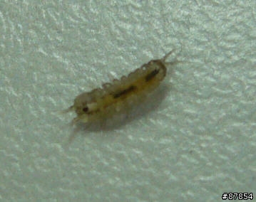 蝦缸的不明生物