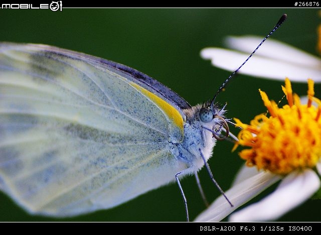 [04/14更新實拍照]A200 + Sigma 70-300mm = 窮人新手好物!