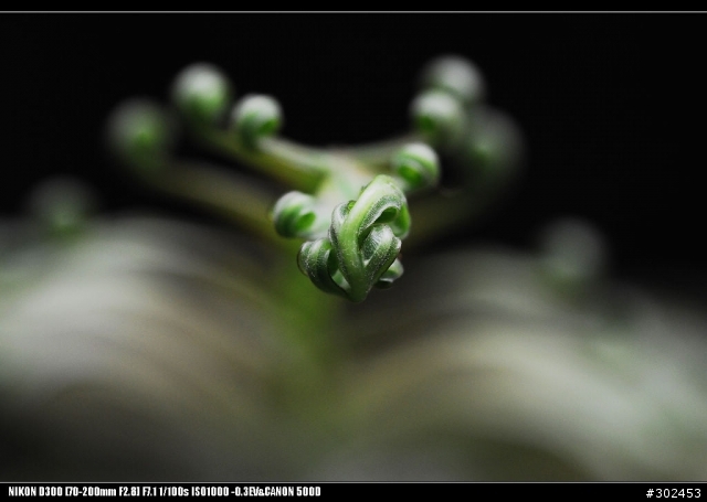 小黑五+CANON 500D 初體驗