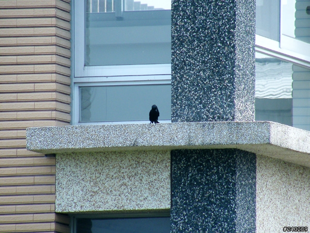 >富士長焦系< 春天打鳥季~開轟啦~