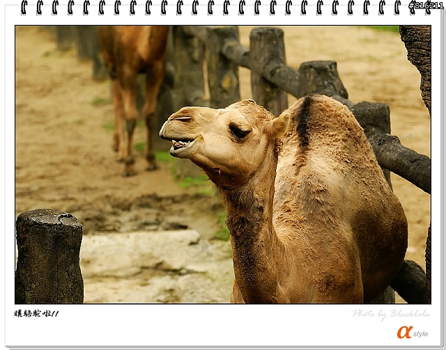 [開箱文]Sony 70-200mm F2.8G SSM (4/13補上 Sony Fair '08 人像照)
