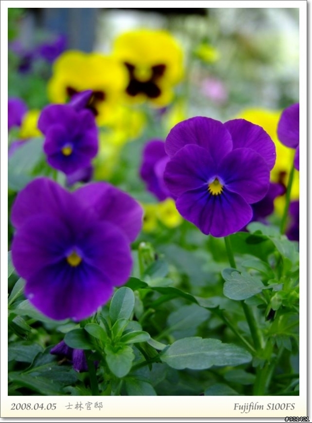 Fujifilm S100FS 花卉試拍
