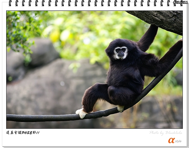 [開箱文]Sony 70-200mm F2.8G SSM (4/13補上 Sony Fair '08 人像照)