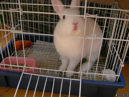[已有新飼主認養]你要認養白色迷你兔嗎