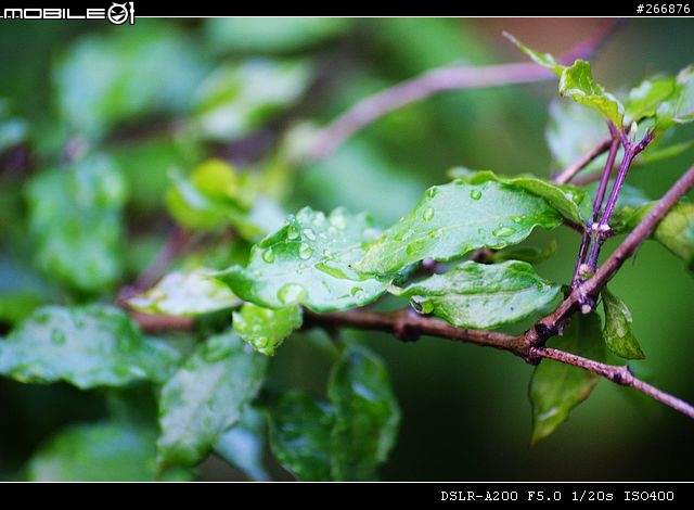 [04/14更新實拍照]A200 + Sigma 70-300mm = 窮人新手好物!
