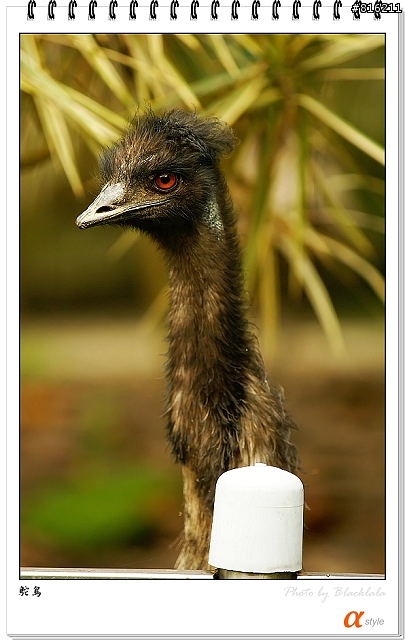 [開箱文]Sony 70-200mm F2.8G SSM (4/13補上 Sony Fair '08 人像照)