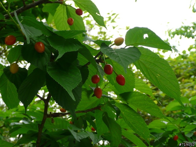 苗栗南庄向天湖仙山單日百里行