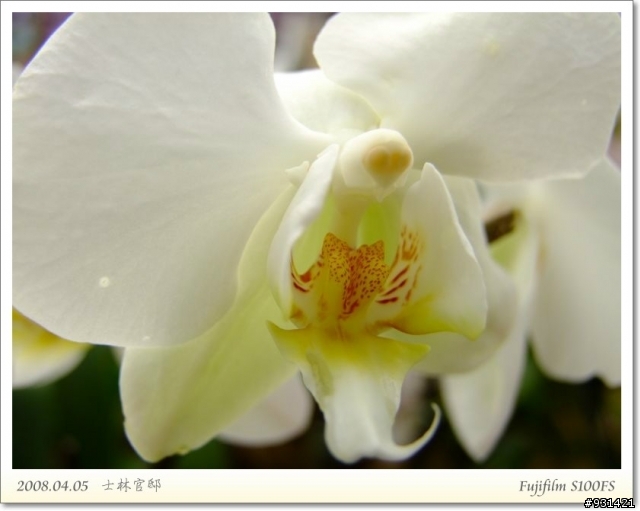 Fujifilm S100FS 花卉試拍