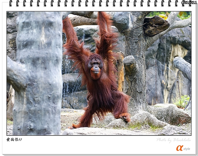 [開箱文]Sony 70-200mm F2.8G SSM (4/13補上 Sony Fair '08 人像照)