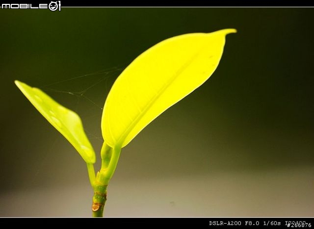 [04/14更新實拍照]A200 + Sigma 70-300mm = 窮人新手好物!