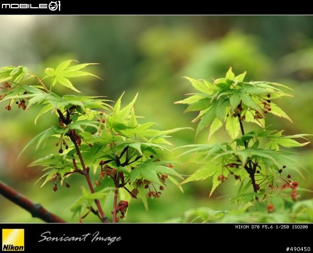 清明拍花花草草……用的是小黑三