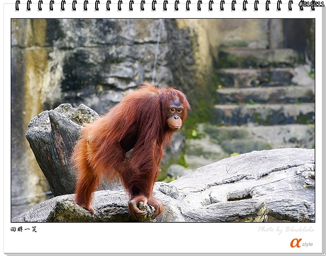 [開箱文]Sony 70-200mm F2.8G SSM (4/13補上 Sony Fair '08 人像照)