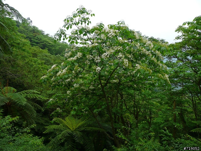 苗栗南庄向天湖仙山單日百里行