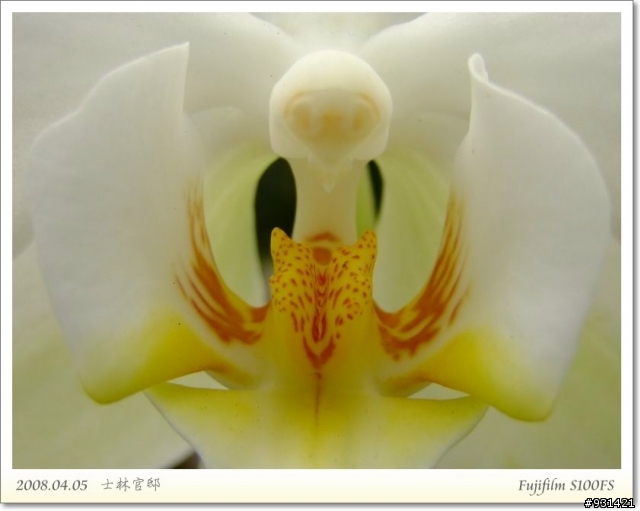 Fujifilm S100FS 花卉試拍