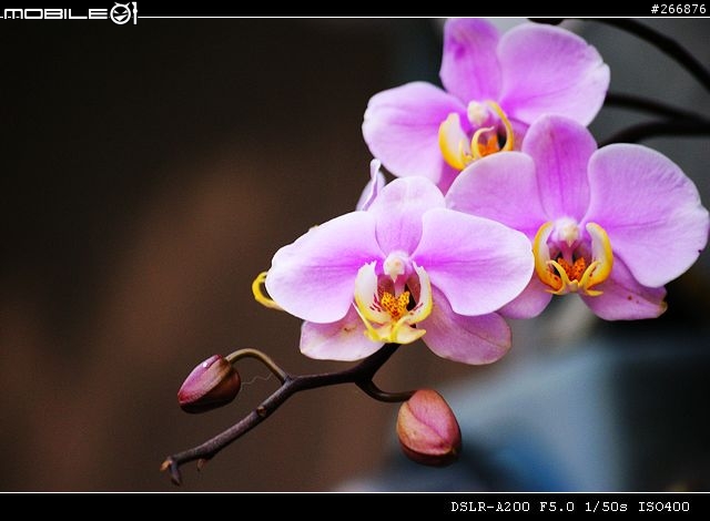[04/14更新實拍照]A200 + Sigma 70-300mm = 窮人新手好物!