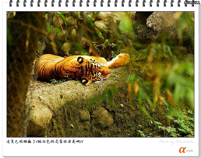 [開箱文]Sony 70-200mm F2.8G SSM (4/13補上 Sony Fair '08 人像照)